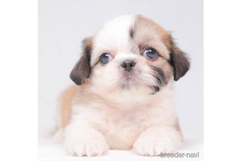 成約済の東京都のミックス犬-206173の2枚目